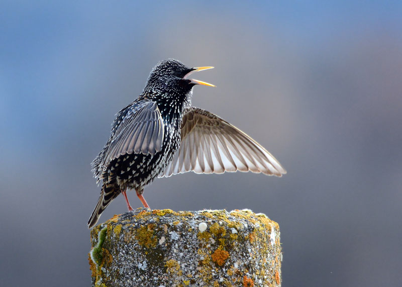 Il canto dello storno, Sturnus vulgaris